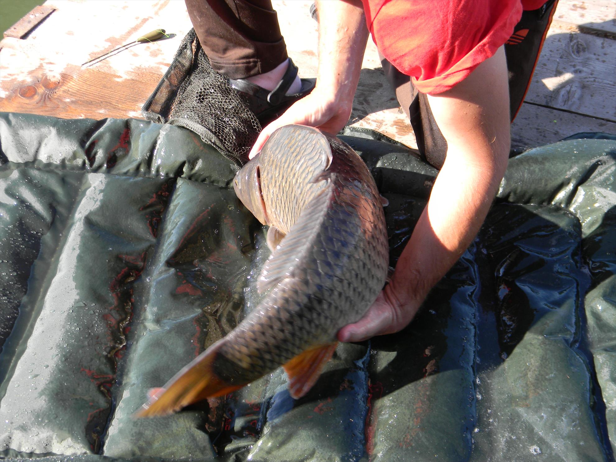 Debut mania 3-6 sep 2012 - dscn7386.JPG